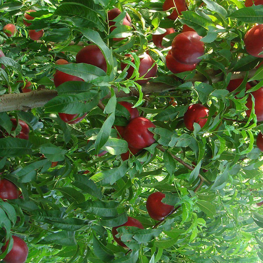 KIRMIZI Extreme Red NEKTARİN FİDANI